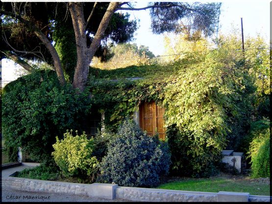 "La Casa envuelta en Naturaleza" de Csar Manrique