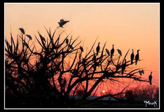 "atardecer en Villa Elisa" de Mirta Steinberg