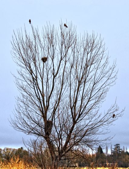 "` Arbol de Invierno`" de Jorge A. Cceres