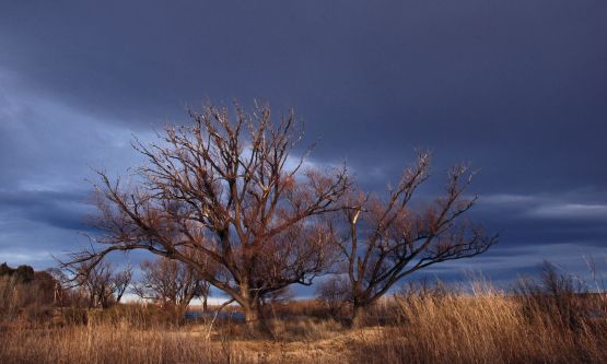 "` Arbol de Invierno l`" de Jorge A. Cceres