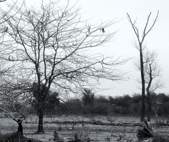 "invierno en blanco y negro" de Noemi Gomez