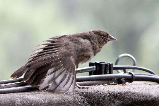 "Extendiendo las alas" de Pejuta Grnstein