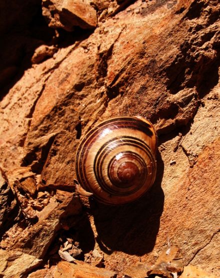 "Caracol de fuego" de Nelida Garcia