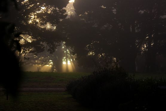 "Vi luz en el bosque" de Stella Maris Kippke