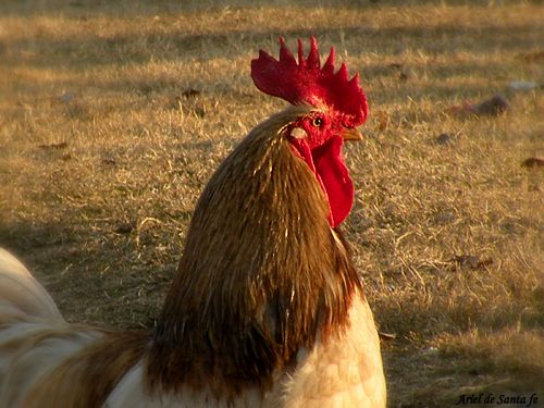 "el gallo" de Ariel Dario Albamonte