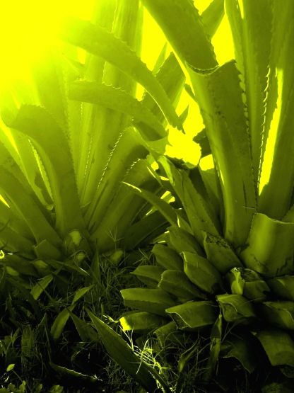 "Maguey" de Alma Delia Franco Cacho