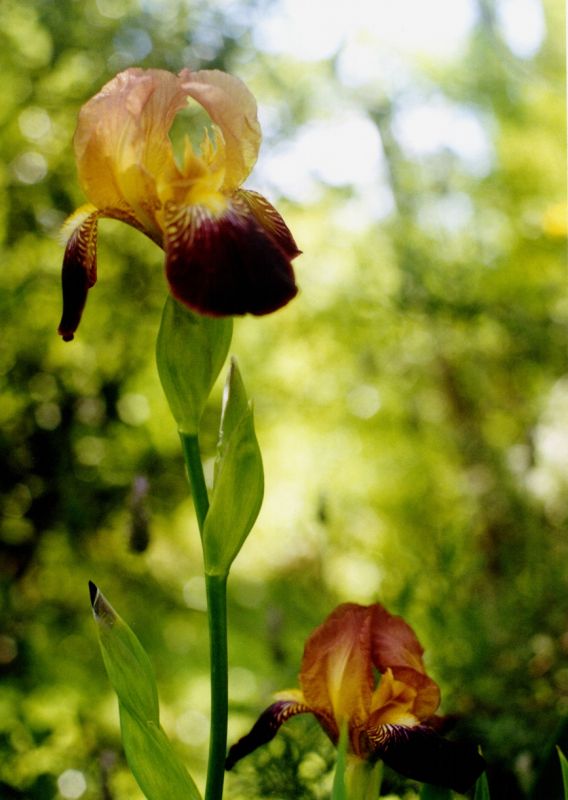 "Lilium" de Carmen Nievas