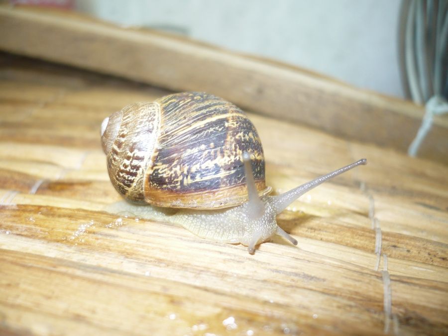 "Aquel caracol" de Vale Valeria Vergara