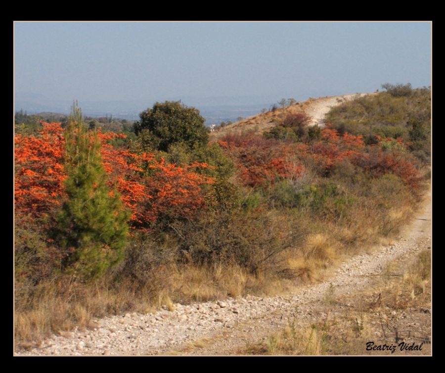 "Caminos serranos" de Beatriz Vidal