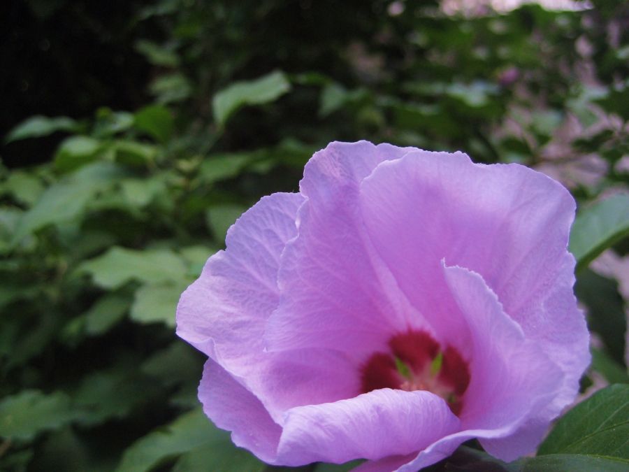 "flor" de Alicia Tiziano