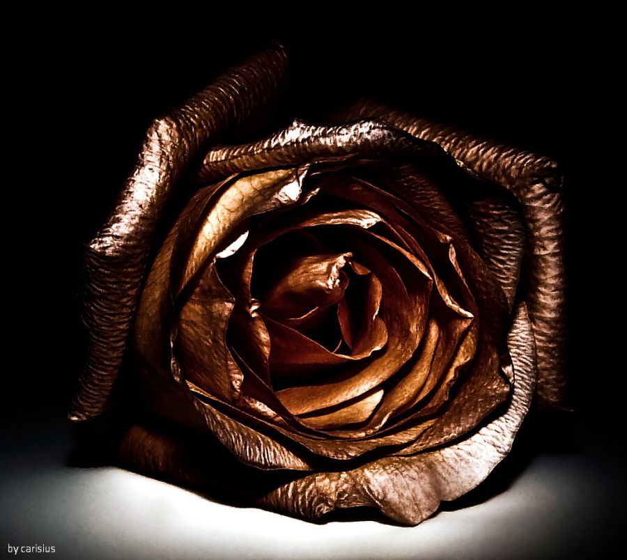 "A rosa de bronze..." de Orlando Carisio