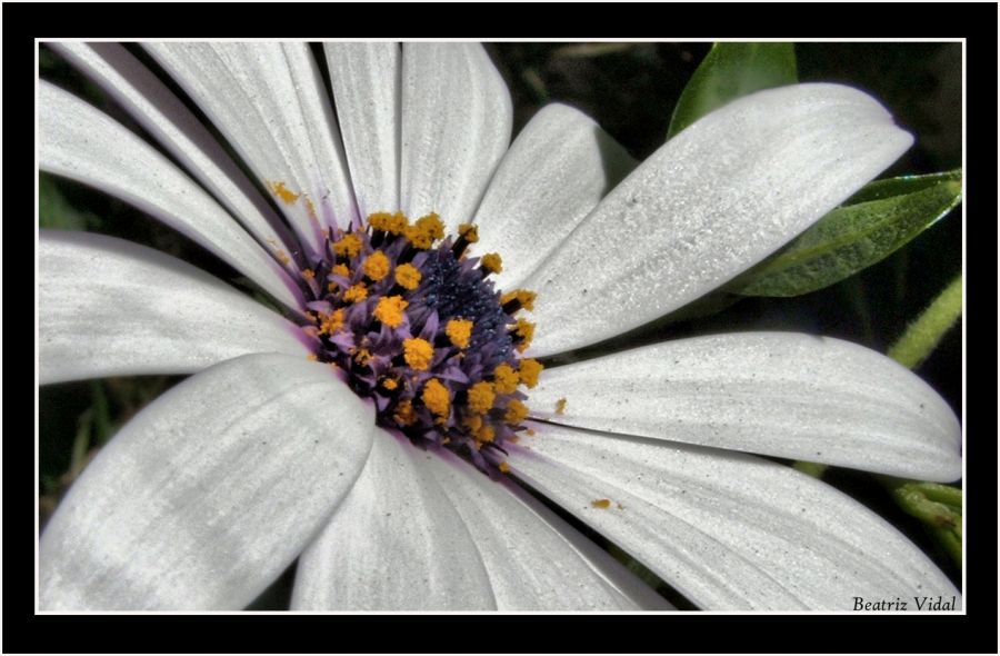 "Me quiere...,no me quiere..." de Beatriz Vidal