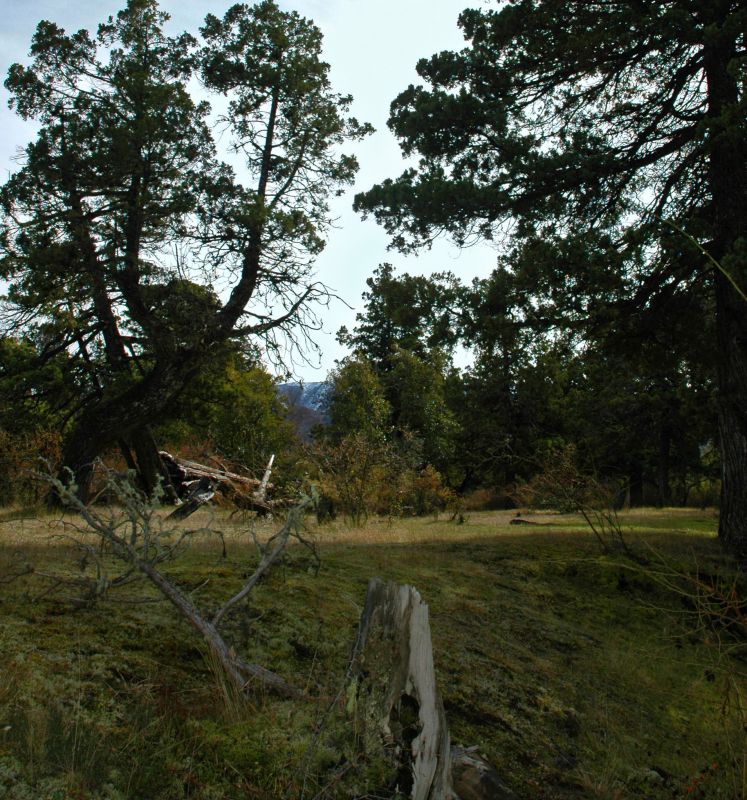 "`Bosque Autctono de cipreses`" de Jorge A. Cceres