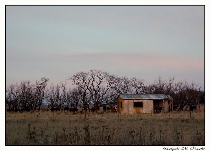 "casa de vaquitas" de Ezequiel M. Nasello