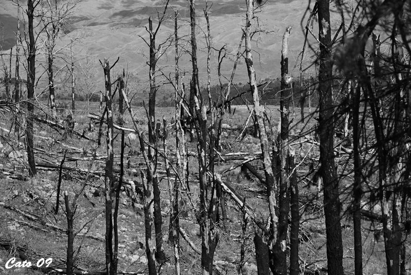 "Bosque quemado" de Carlos Amerio (cato)