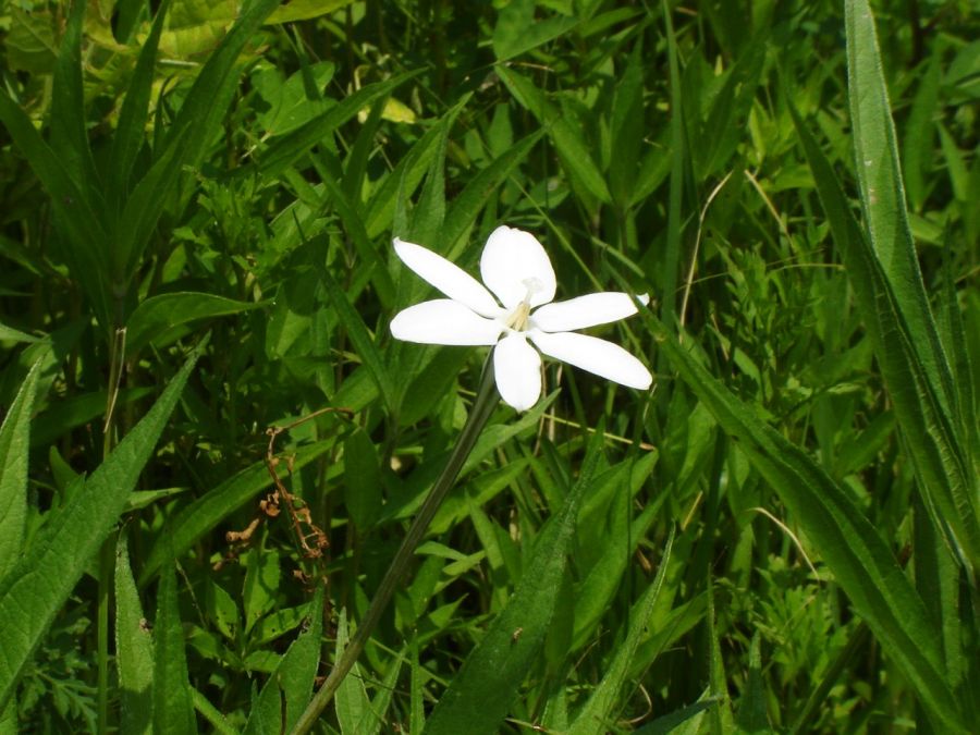 "Pequea flor en el camino" de Alma Delia Franco Cacho