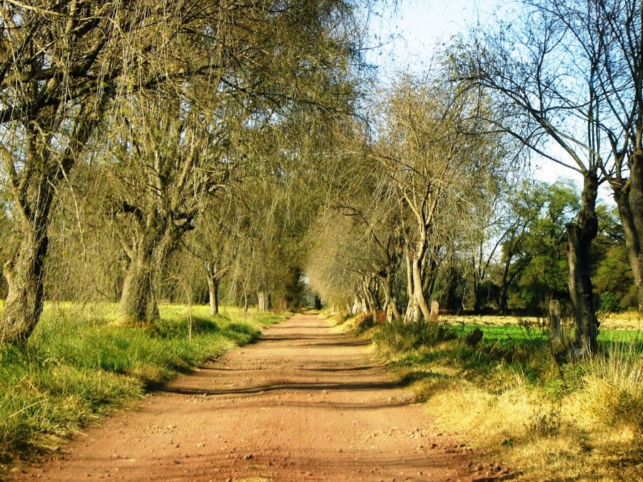 "Camino" de Alma Delia Franco Cacho