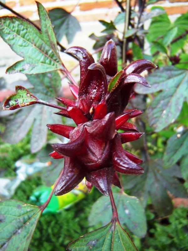 "Flor de jamaica" de Alma Delia Franco Cacho