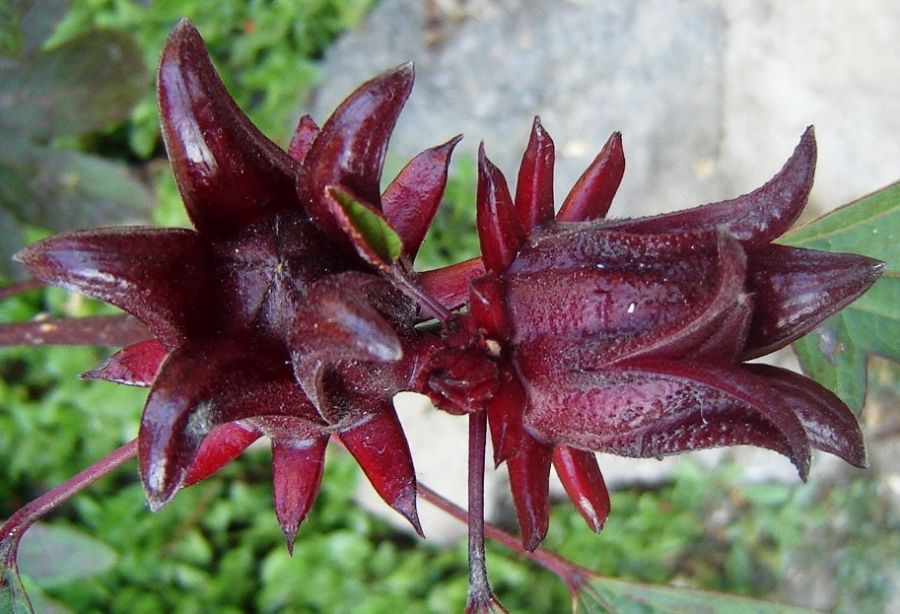 "Otra pequea flor de Jamaica" de Alma Delia Franco Cacho