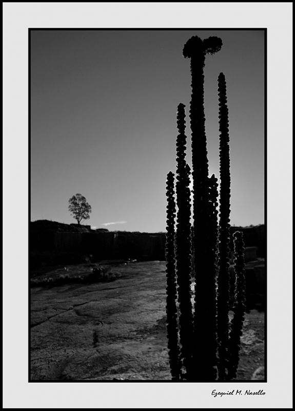 "desierto byn" de Ezequiel M. Nasello