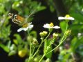 Hoy recuerdo mariposa