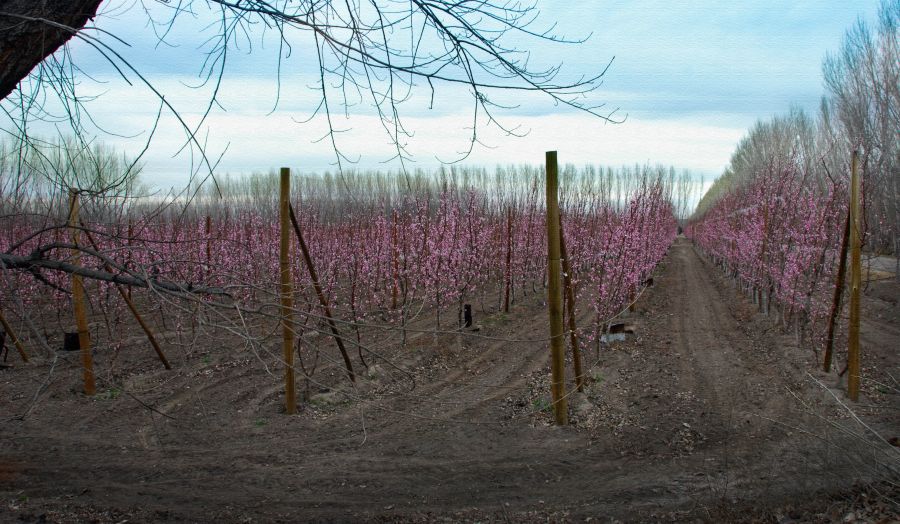 "`Frutales de cerezos`" de Jorge A. Cceres