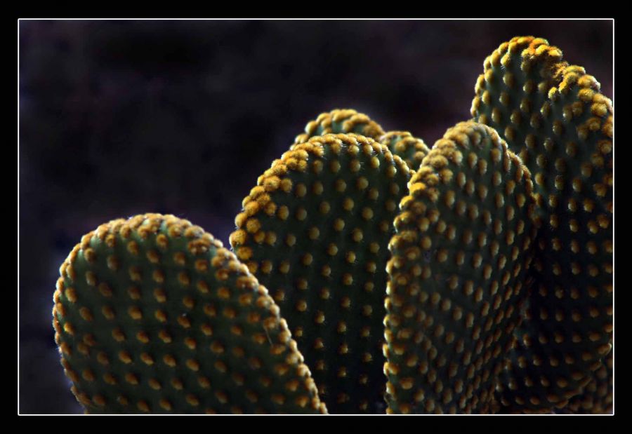 "Cactus 1" de Carlo Legnazzi