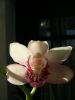 orquidea de mam