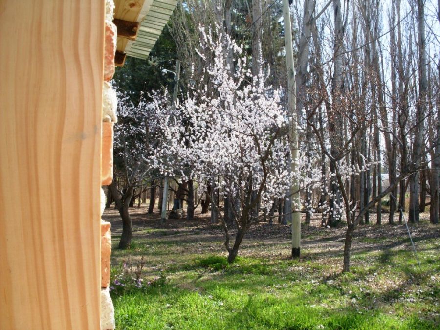 "Anuncio de primavera" de Margarita Pellegrini