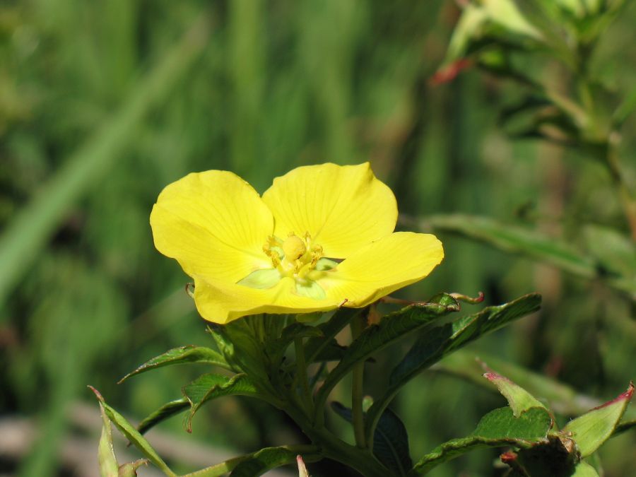 "Flor" de Patricia Sgrignuoli