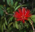 Flor de aromo en la lluvia II