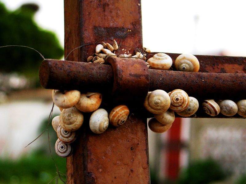 "Caracoles" de Nelida Garcia