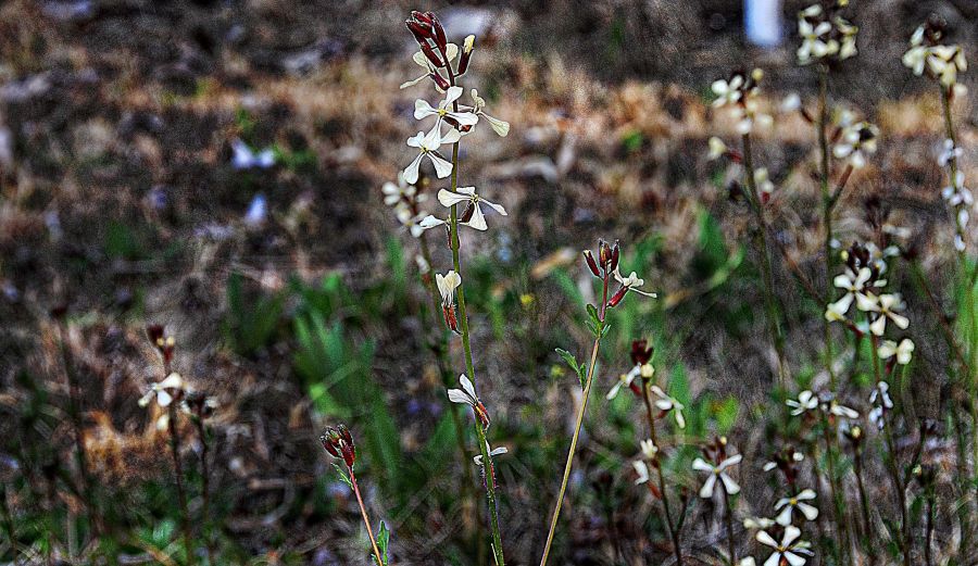 "` flores silvestres`" de Jorge A. Cceres