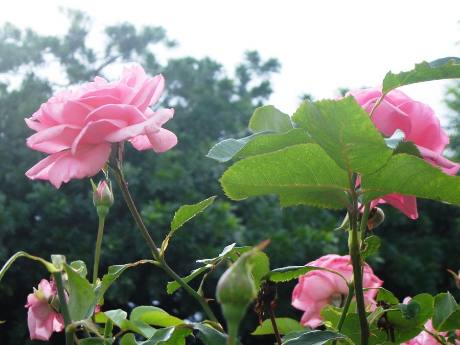 "Las rosas del jardin" de Alma Delia Franco Cacho