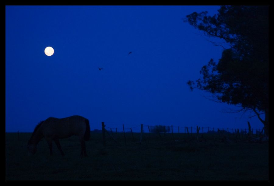 "A la luz de un caballo 2" de Seba Japas