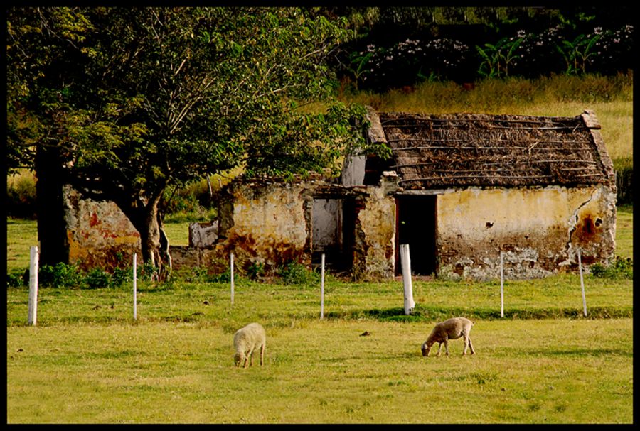 "El Ranchito" de Marcela Franichevich