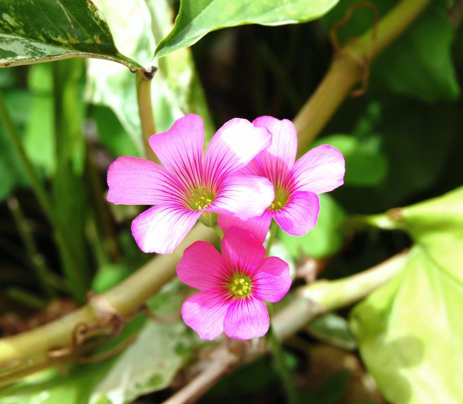 "frores de mi jardin" de Carlos Domingo Rumi