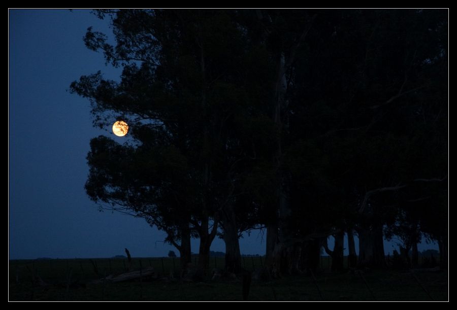 "Luna" de Seba Japas