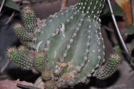 "CACTUS 1" de Jose Alberto Vicente