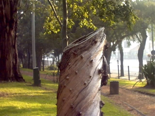 "vida truncada" de Eduardo Garcia Valsi