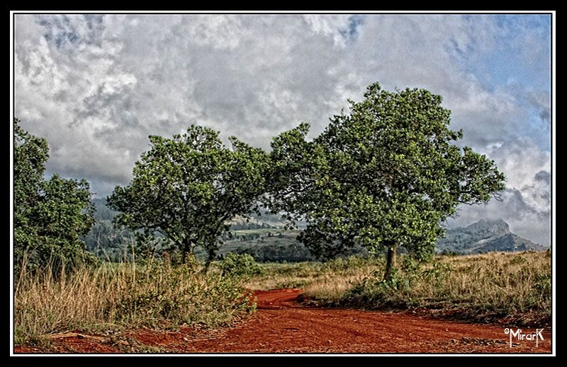 "puente natural" de Mirta Steinberg