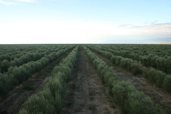 "olivos" de Norma Aibe