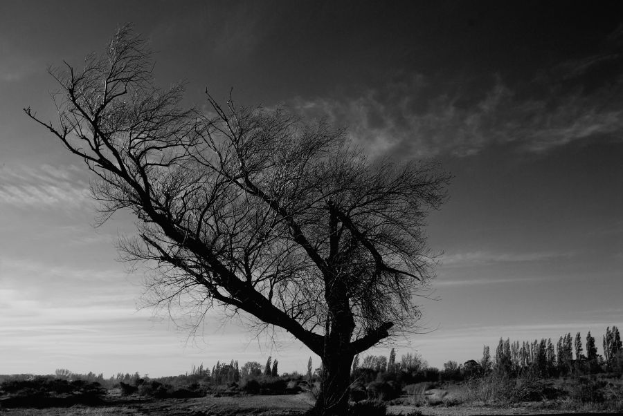 "` Una rama quebrada`" de Jorge A. Cceres