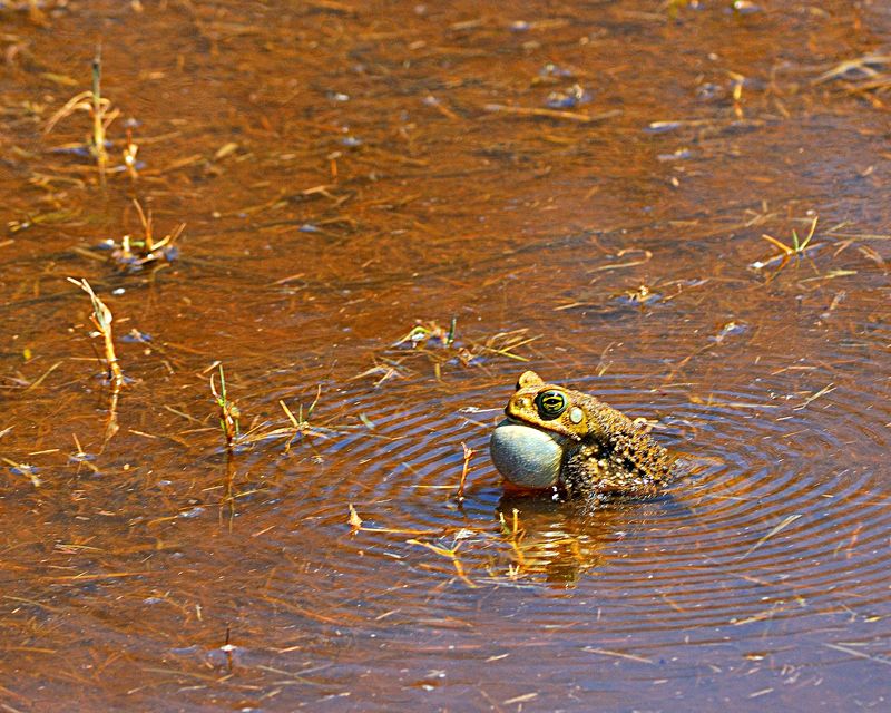 "Buscando novia..." de Solis Alba Iris