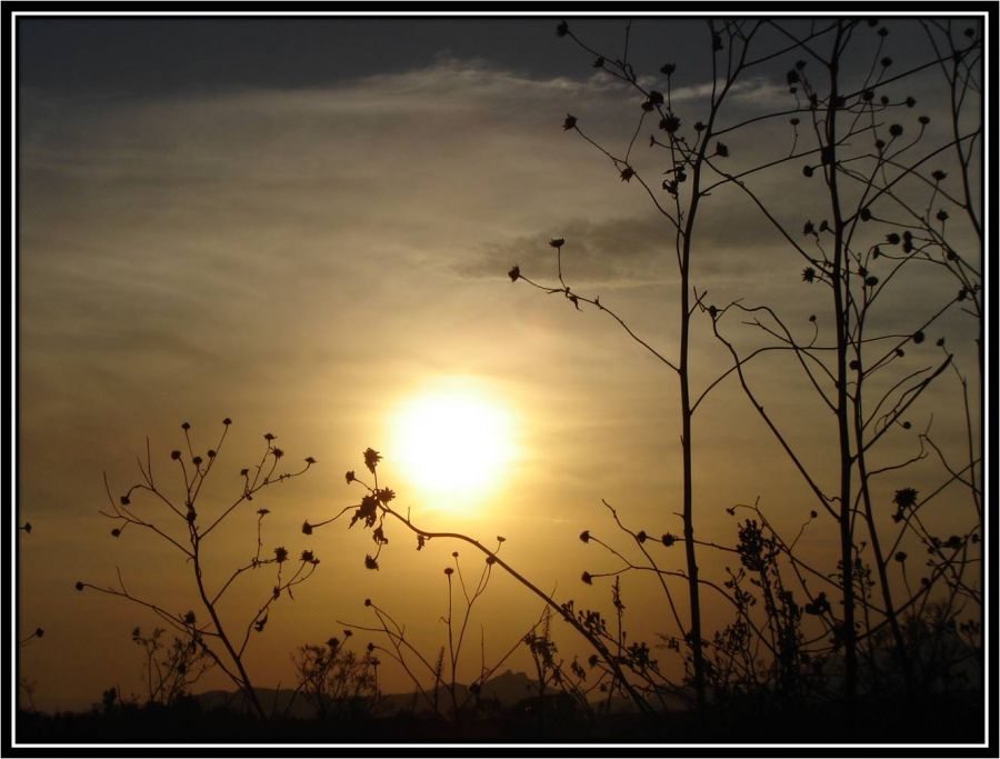 "Amor de tarde" de Alma Delia Franco Cacho