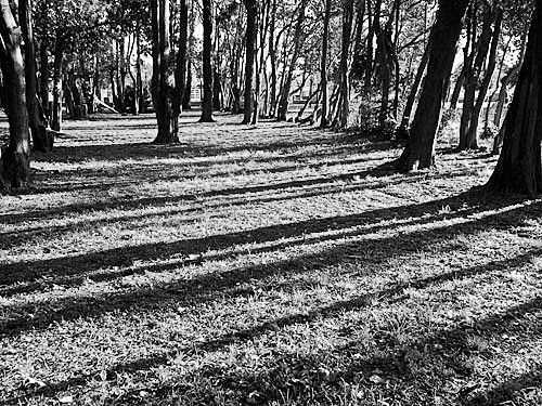 "sombras en el parque" de Ariel Dario Albamonte