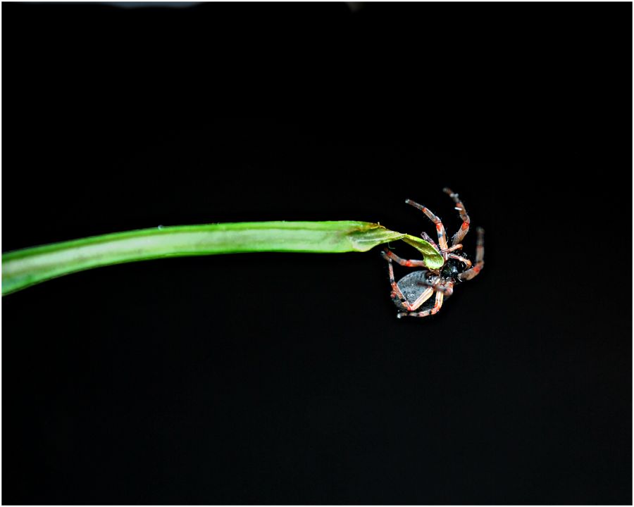 "Pendiendo en el abismo..." de Solis Alba Iris