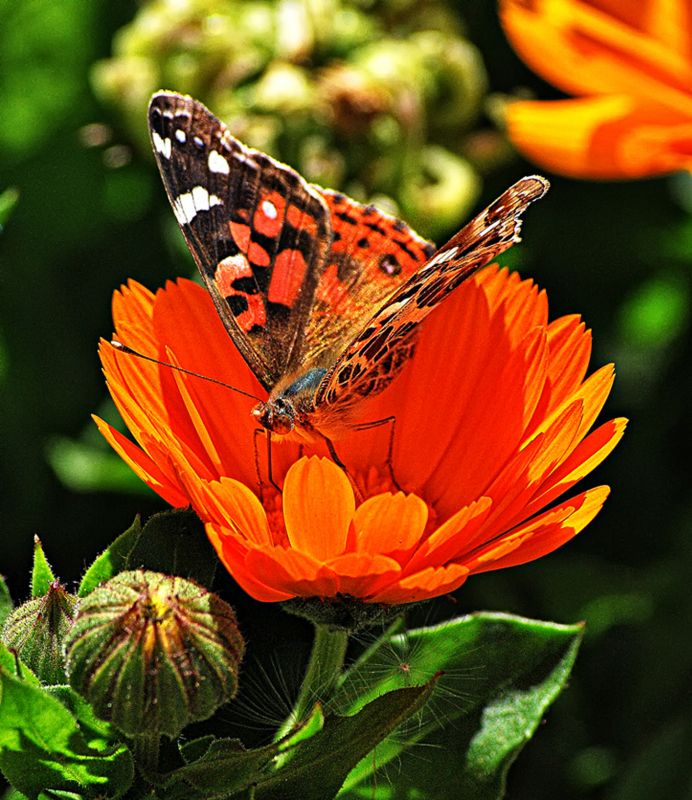 "Naranja sobre naraja..." de Solis Alba Iris