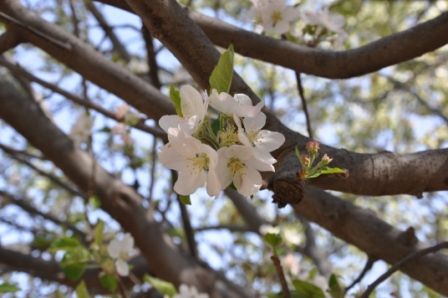 "`MANZANO EN FLOR`" de Jose Alberto Vicente