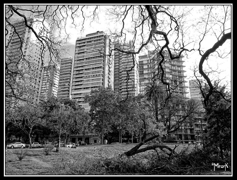 "arbol caido" de Mirta Steinberg